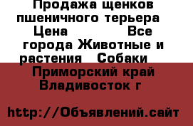 Продажа щенков пшеничного терьера › Цена ­ 30 000 - Все города Животные и растения » Собаки   . Приморский край,Владивосток г.